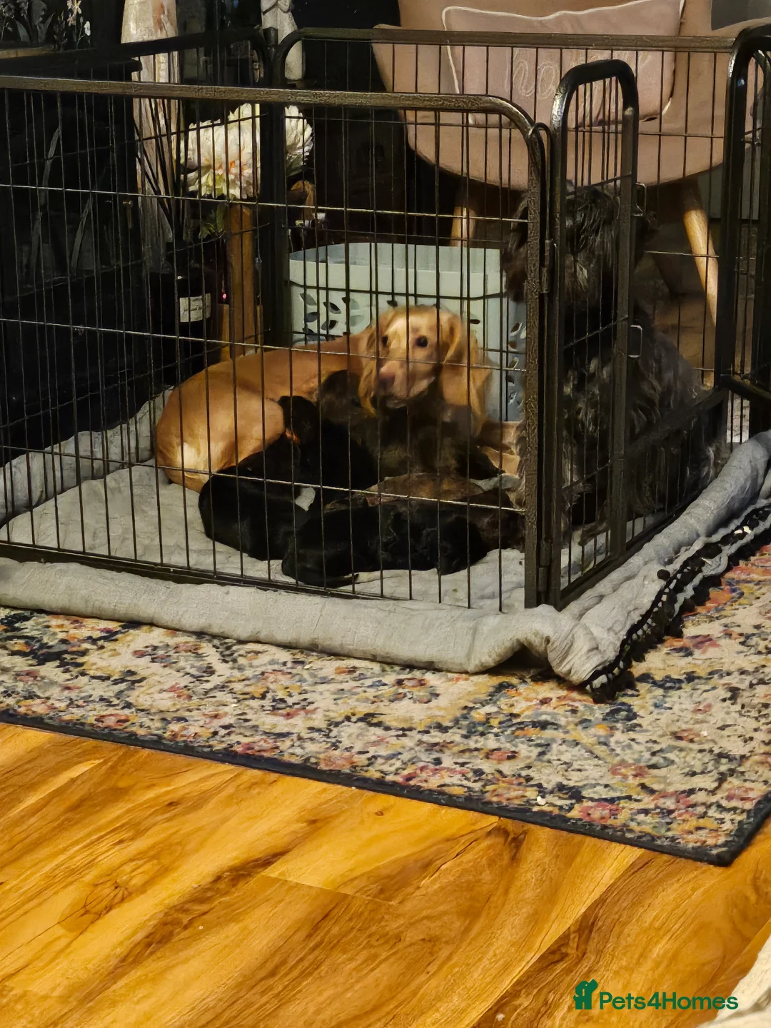 Mixed Breed dogs for sale: 7 beautiful shocker pups - Advert 1