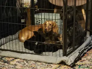 Mixed Breed dogs 7 beautiful shocker pups - Advert 1