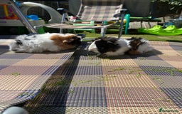 Guinea Pig rodents for sale: Peruvian cross Silkie Longhaired Guineapig Babies - Image 2