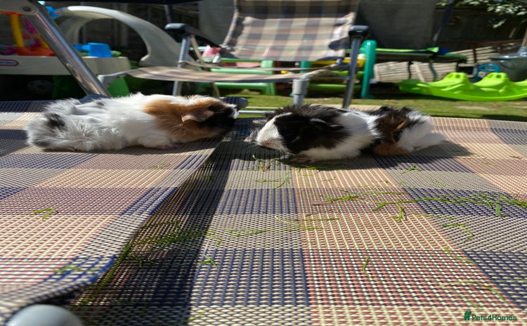 Guinea Pig rodents - Advert 1