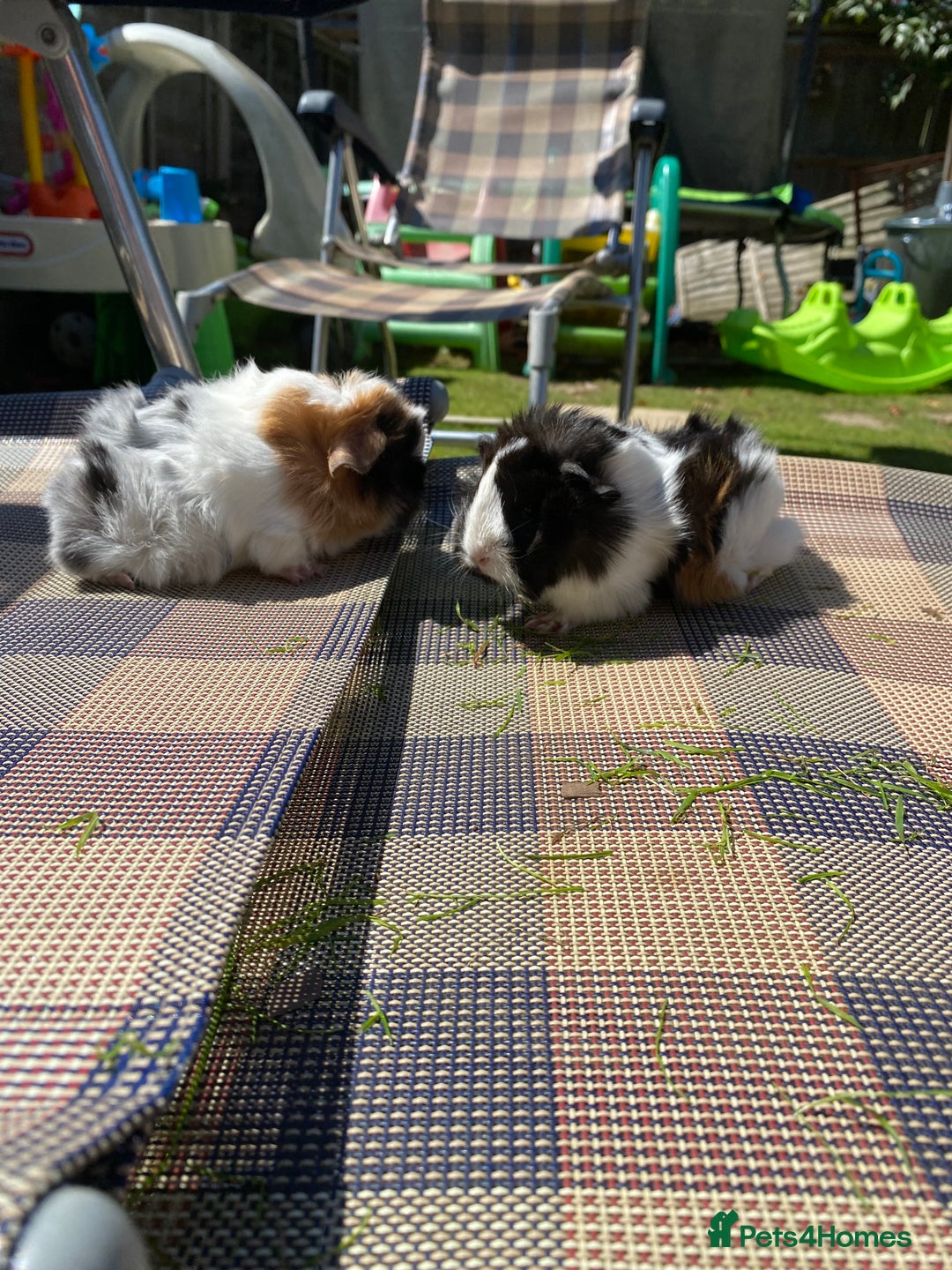 Guinea Pig rodents for sale: Peruvian cross Silkie Longhaired Guineapig Babies - Image 2