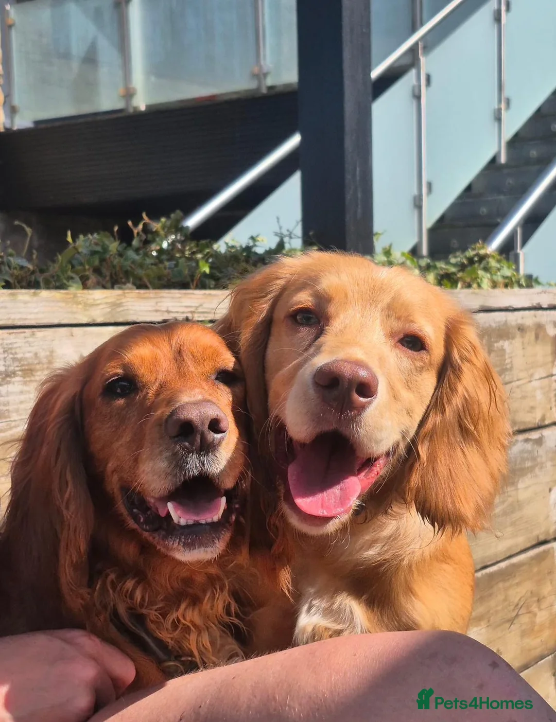 Mixed Breed dogs for sale: Cocker Spaniel cross in Consett - Advert 4