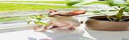 Cornish Rex cats for sale: Lovely Cornish Rex gils looking new parents  - Advert 1