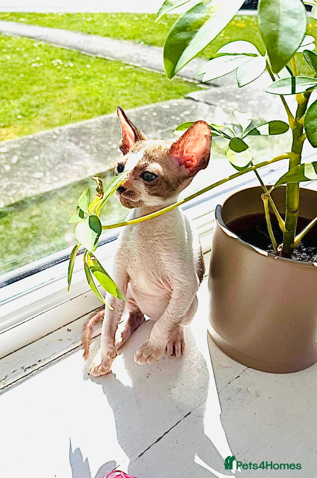 Cornish Rex cats for sale: Lovely Cornish Rex gils looking new parents  - Advert 1