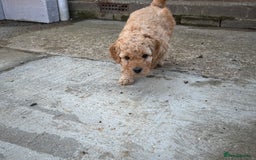 Cockapoo dogs for sale: F1B cockapoo puppies! Ready in 3 weeks!  - Image 15
