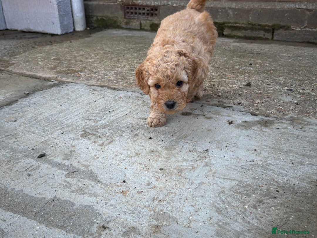 Cockapoo dogs for sale: F1B cockapoo puppies! Ready in 3 weeks!  - Image 15