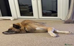 Huskita dogs for sale: Husky cross Akita  - Image 8