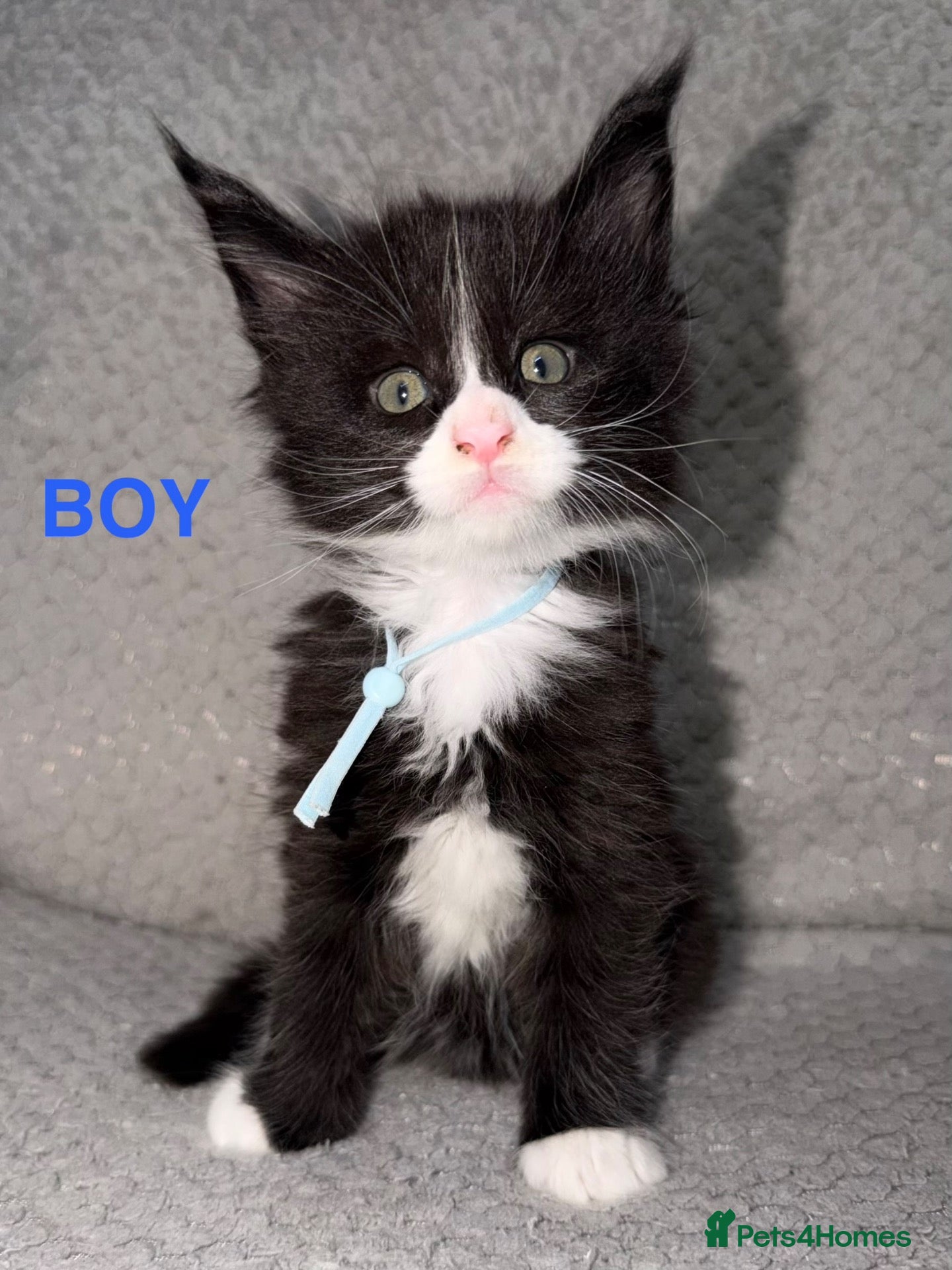 Maine Coon cats for sale: 🐾BEAUTIFUL MAINECOON KITTENS😻 3 BOYS & 2 GIRLS🐾 - Advert 2