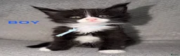 Maine Coon cats for sale: 🐾BEAUTIFUL MAINECOON KITTENS😻 3 BOYS & 2 GIRLS🐾 - Advert 2
