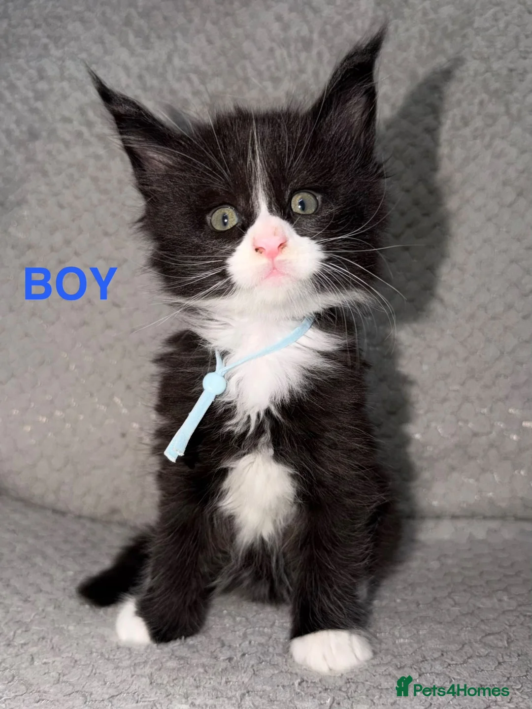 Maine Coon cats for sale: 🐾BEAUTIFUL MAINECOON KITTENS😻 3 BOYS & 2 GIRLS🐾 - Advert 2