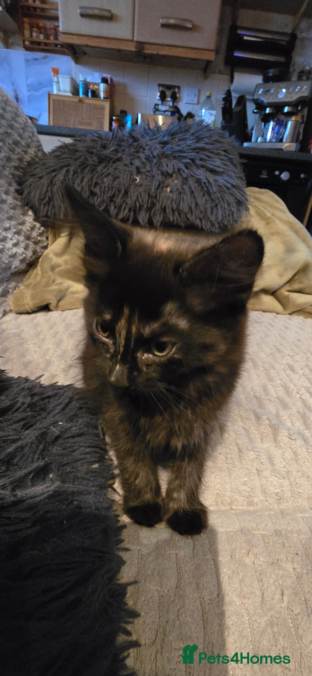 Scottish Fold cats for sale: Scottish fold kittens with straight ears - Advert 6