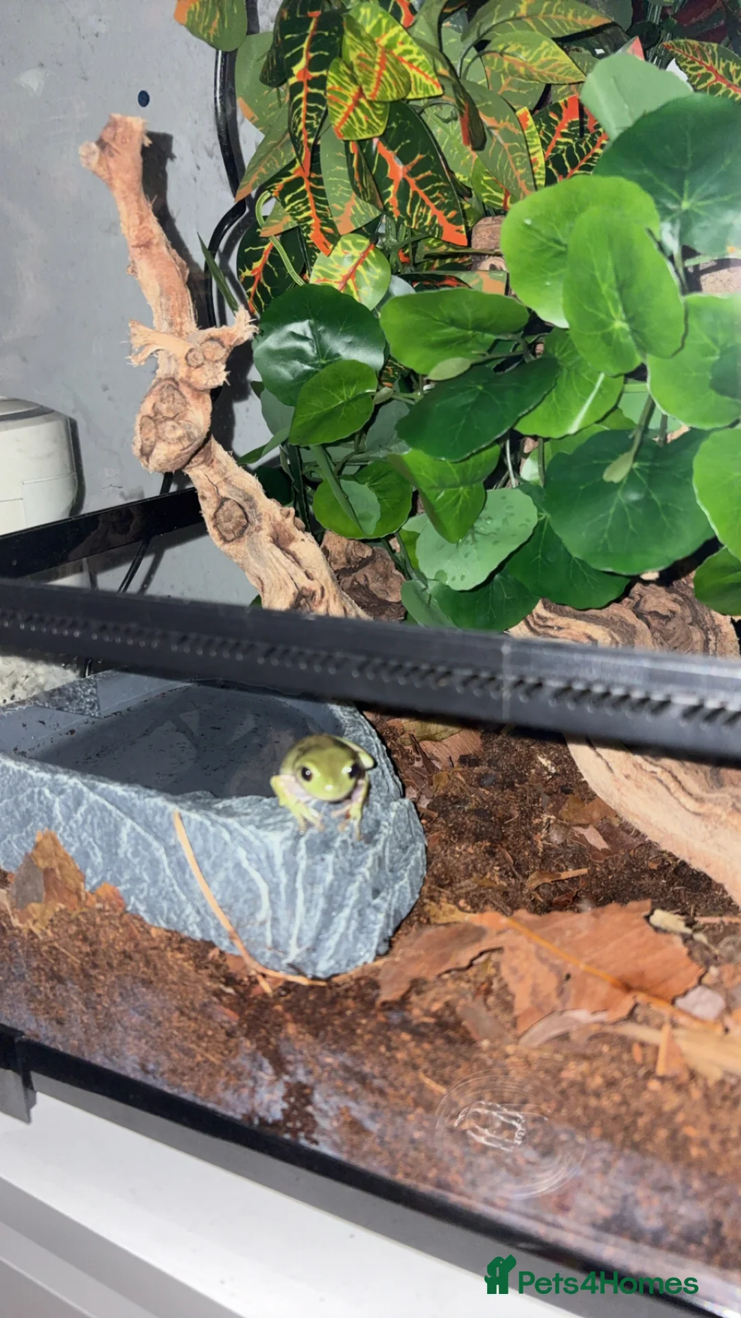 Frog reptiles for sale: Whites tree frog and full set up for sale  - Advert 6