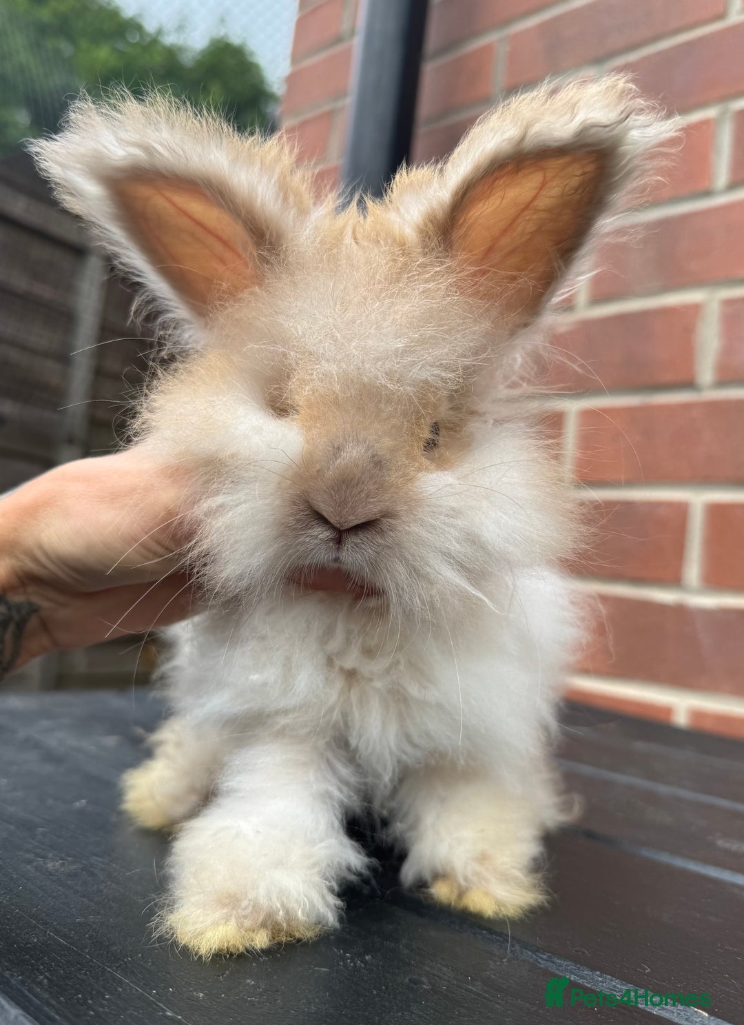 Angora rabbits for sale: Imported Angora Babies  - Image 6