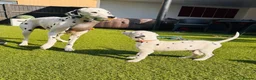 Dalmatian dogs for sale: 🖤 Ready now ONE BOY LEFT Dalmatian Puppies 🖤 - Advert 7