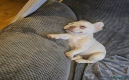 French Bulldog dogs for sale: Absolutely stunning fluffy frenchie  - Image 1