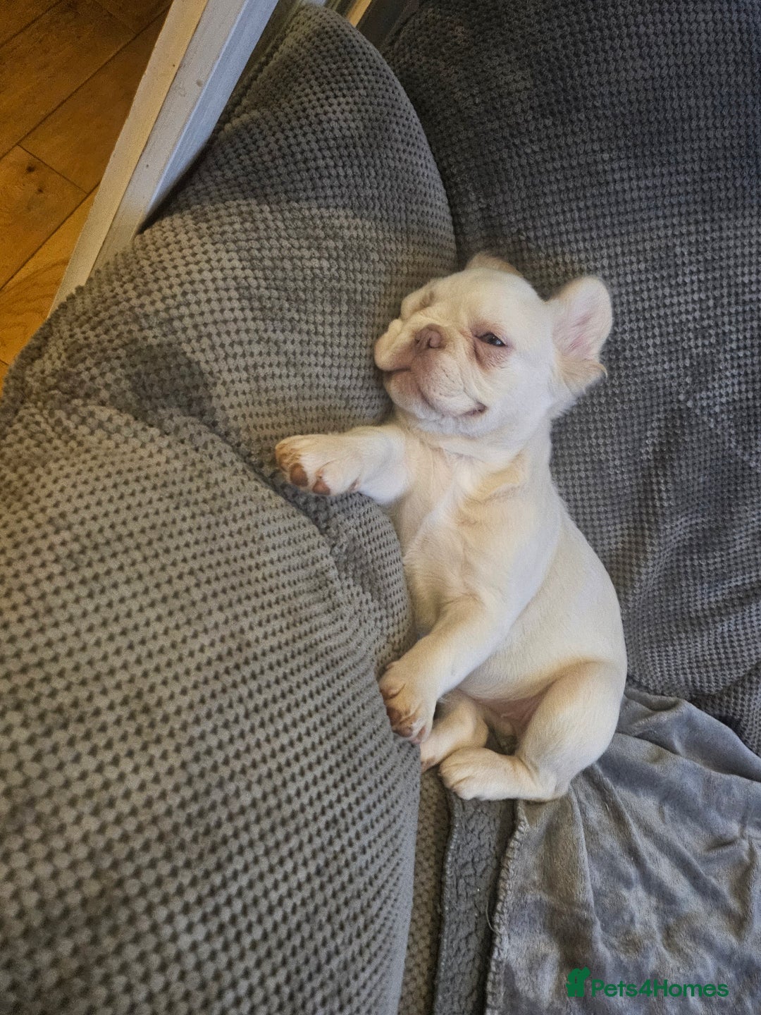 French Bulldog dogs for sale: Absolutely stunning fluffy frenchie  - Image 1
