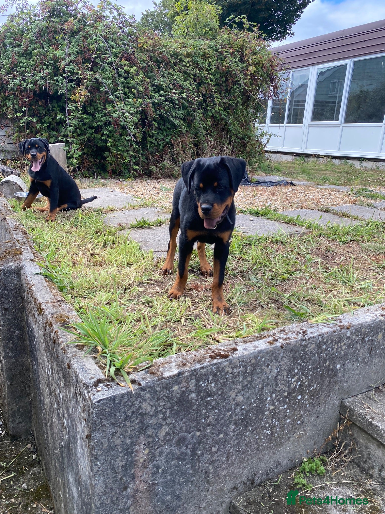 Rottweiler dogs Rottweiler puppies for show & breeding - Advert 2