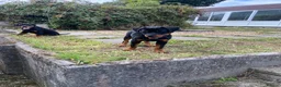Rottweiler dogs for sale: Rottweiler puppies for show & breeding - Advert 15