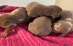 Miniature Dachshund dogs for sale: Miniature dachshunds  - Image 10