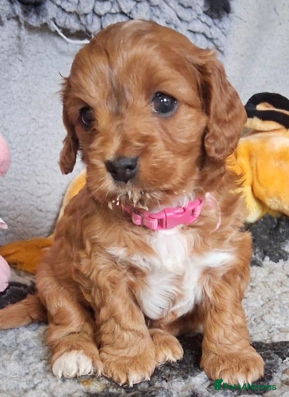 Cockapoo dogs Small Asian poodle cross pups teddy bear faces - Advert 1