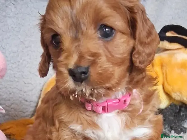 Cockapoo dogs Small Asian poodle cross pups teddy bear faces - Advert 2