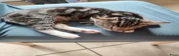 Mixed Breed cats for sale: Beautiful  boy ,mixed breed- Bengal father  - Advert 12