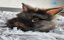 Lionhead rabbits for sale: Beautiful double maned bunnies ready to go - Image 2