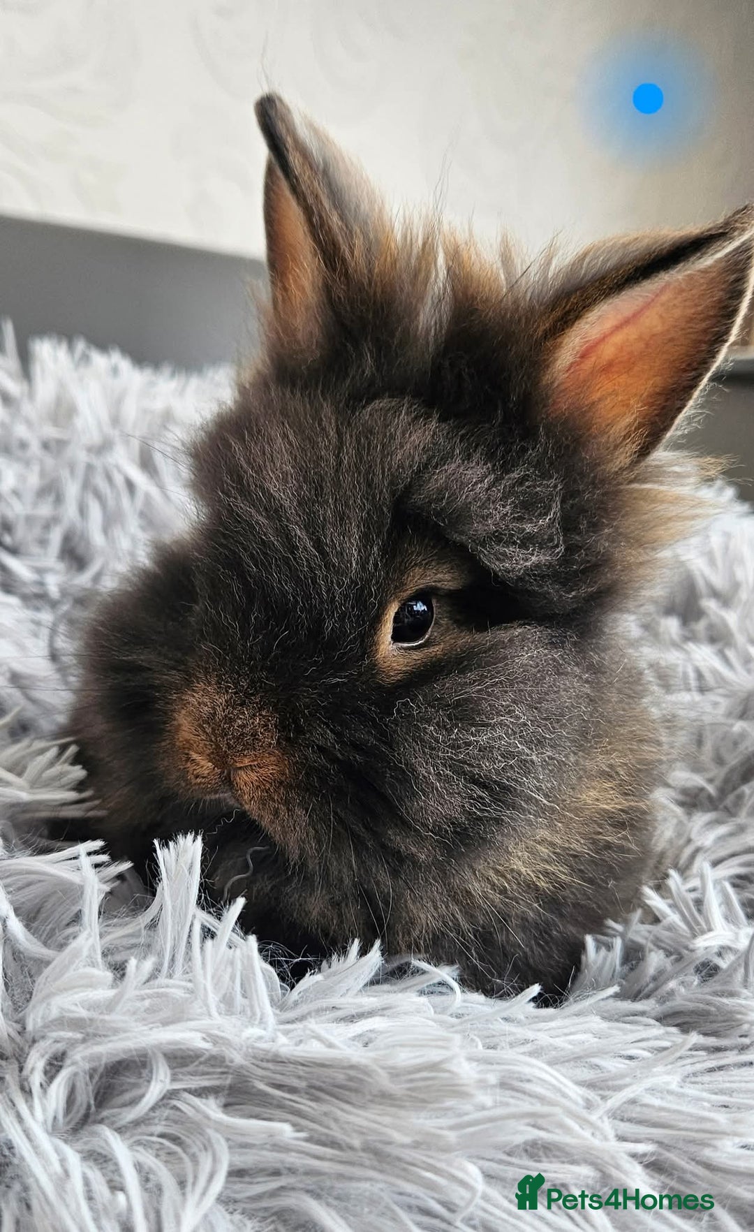 Lionhead rabbits for sale: Beautiful double maned bunnies ready to go - Image 2