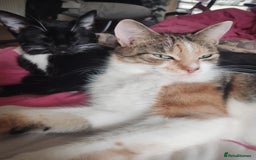 Mixed Breed cats for sale: Kittens are looking for homes  - Image 10