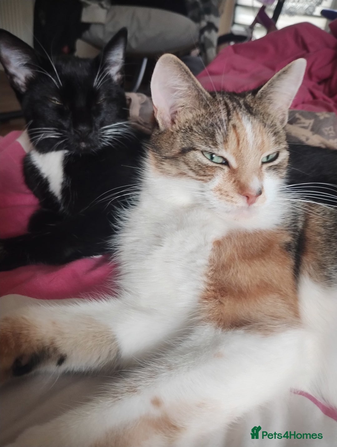 Mixed Breed cats for sale: Kittens are looking for homes  - Image 10