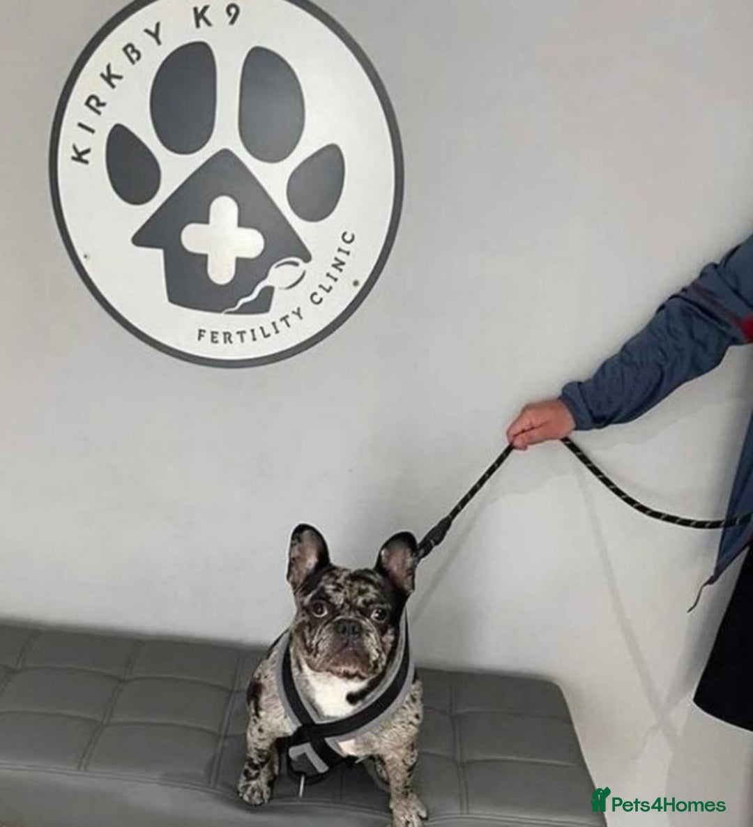 French Bulldog dogs for stud: Proven French bulldog Merle stud in Liverpool - Advert 3