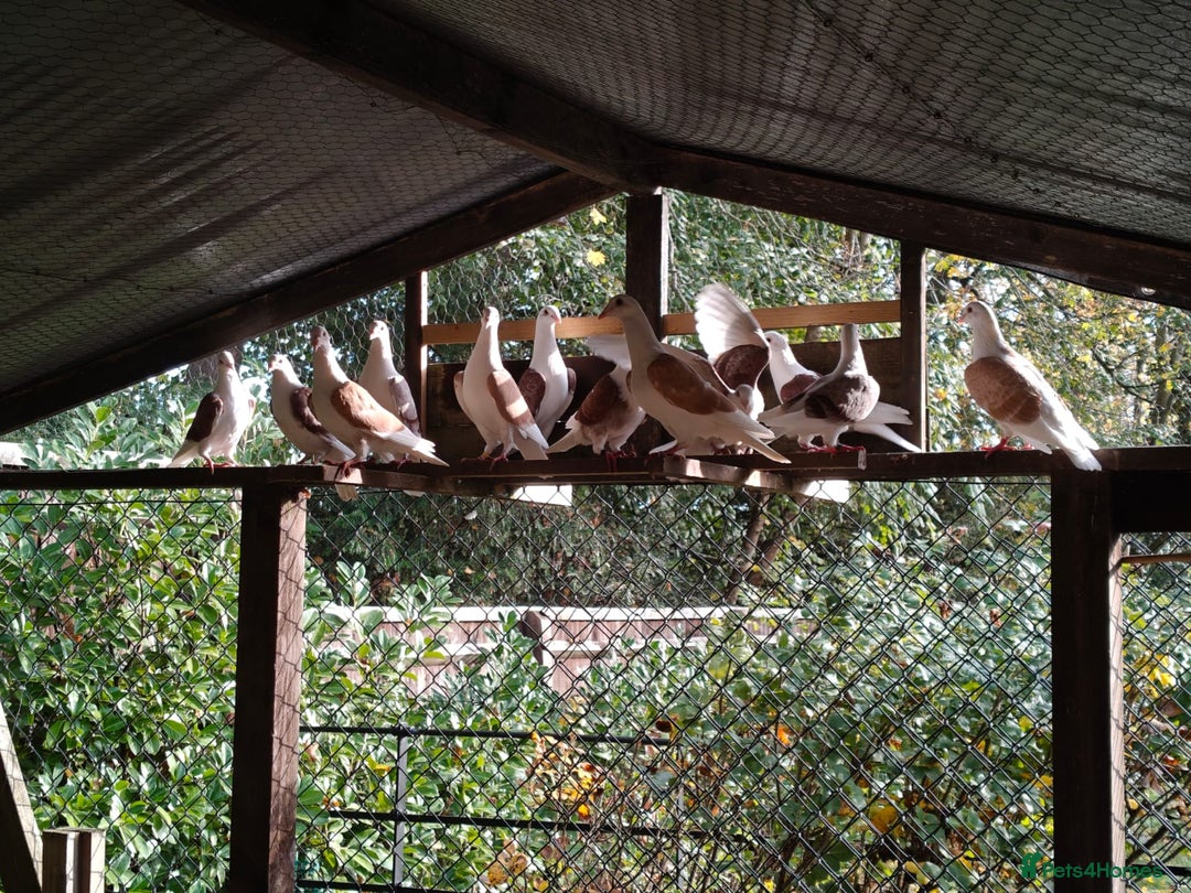 Pigeons birds for sale: sadleback hommers for sale - Advert 4