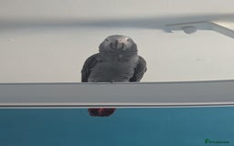 Parrots birds for sale: African grey parrot (Skittles) - Image 2