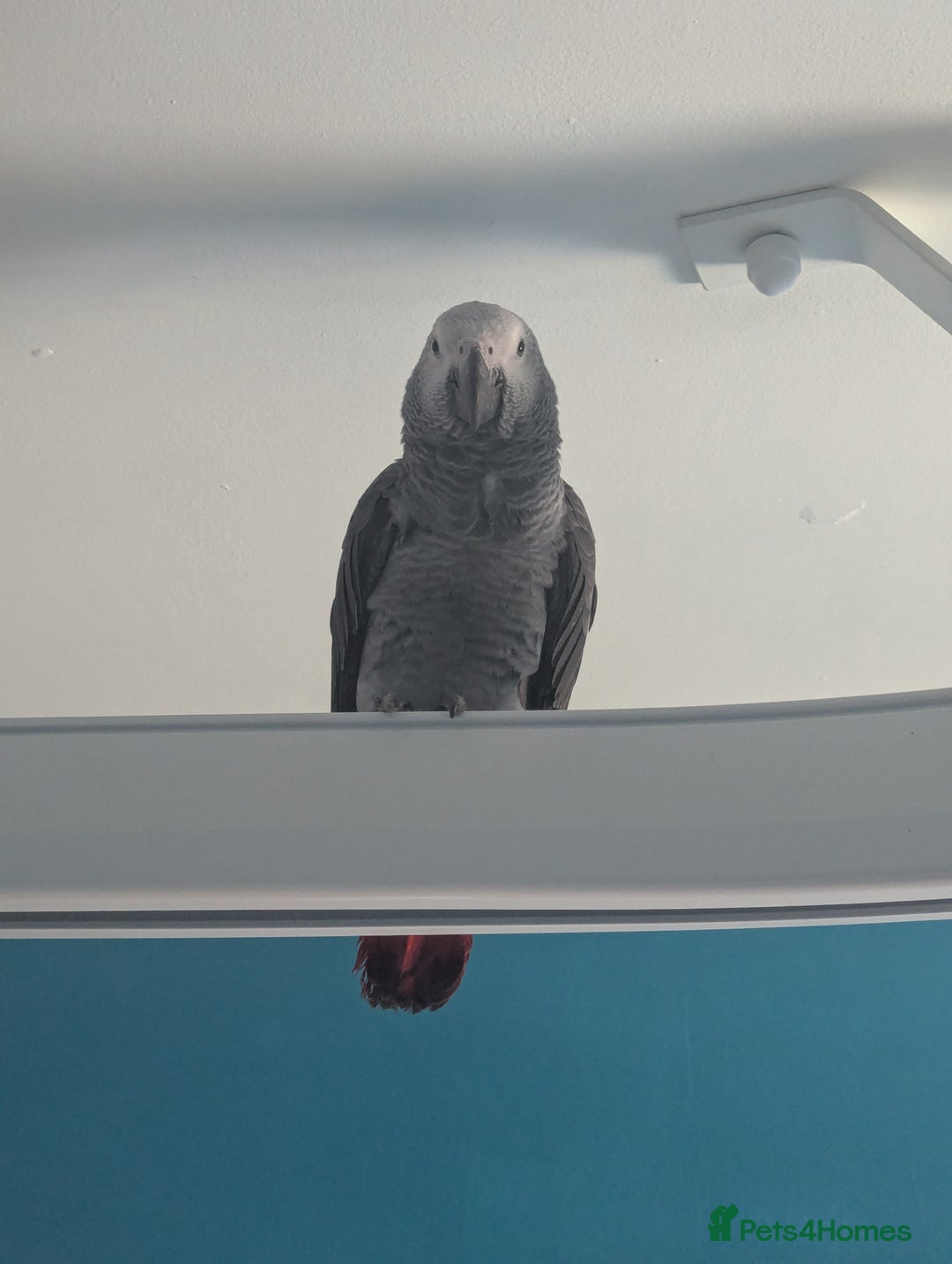 Parrots birds for sale: African grey parrot (Skittles) - Image 2