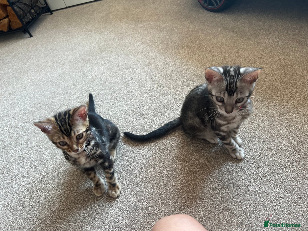 Bengal cats for sale: 🐾 TICA REGISTERED, READY TO LEAVE  😍😍 - Image 36