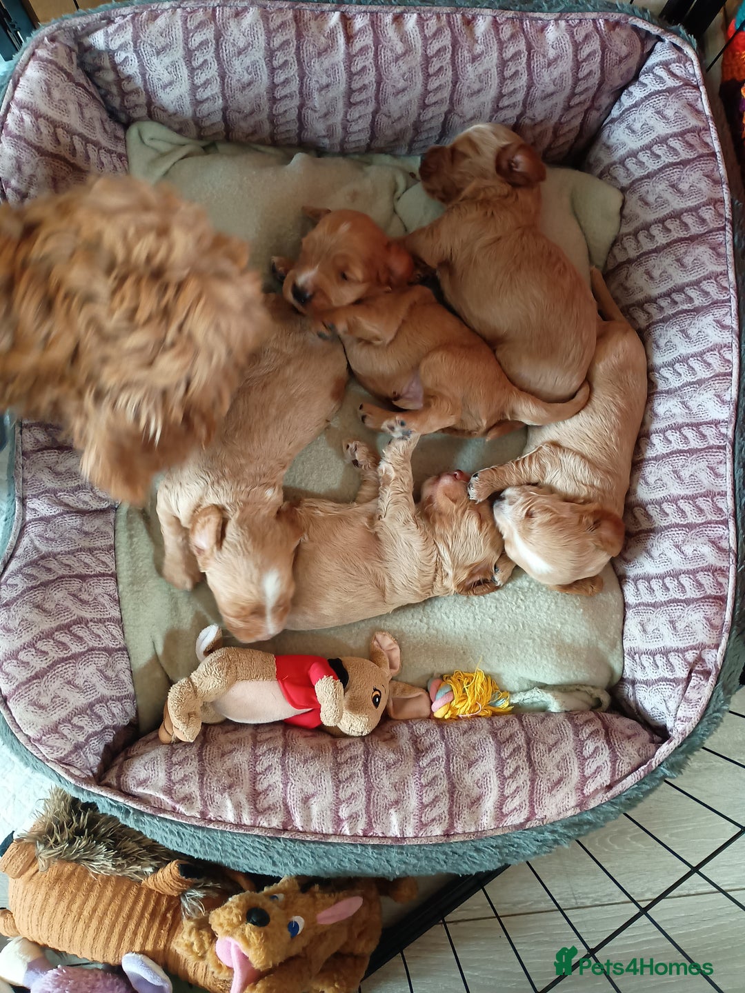 Cockapoo dogs for sale: Beautiful Cockapoo Pups  - Image 4