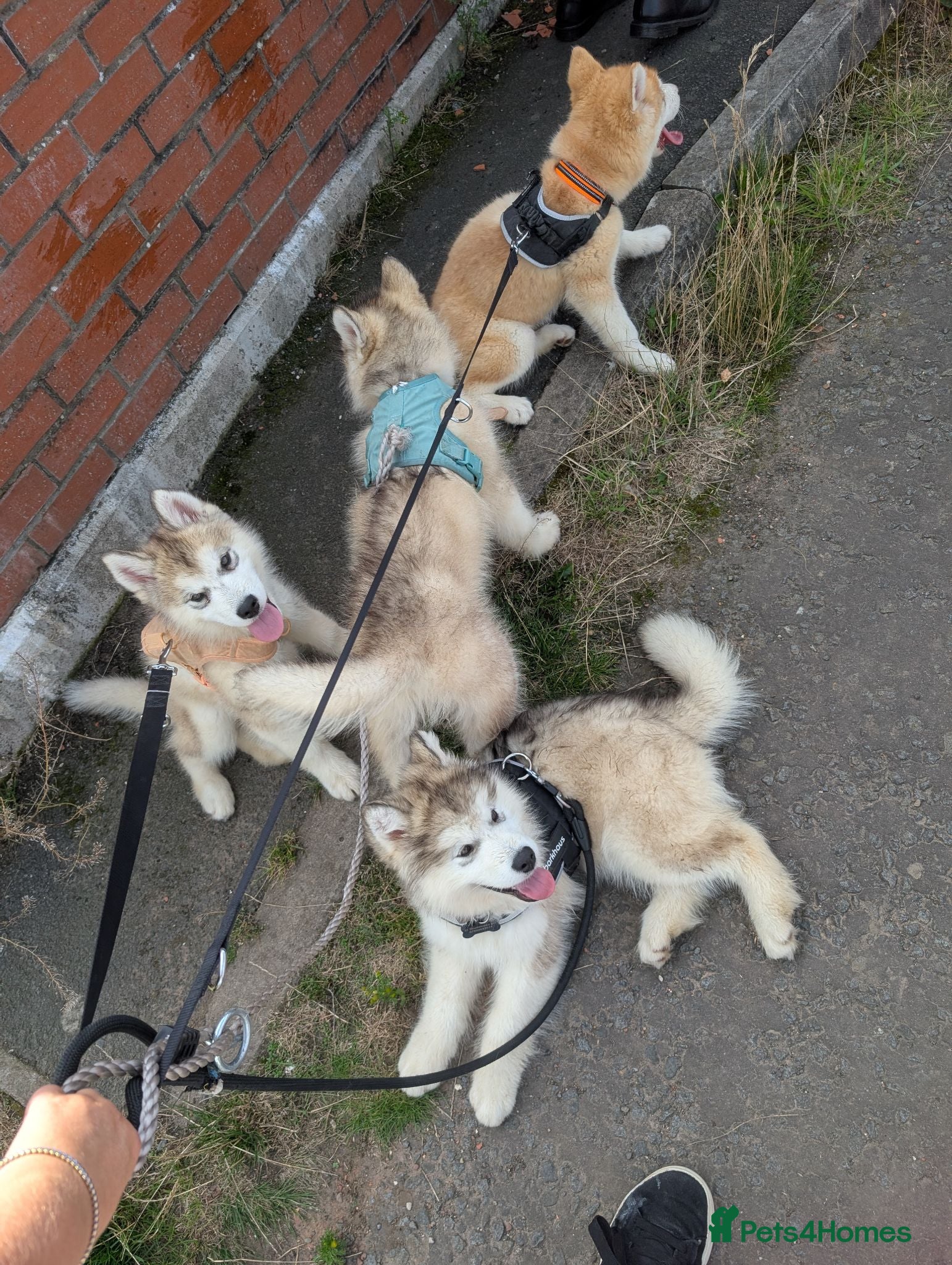 Alaskan Malamute dogs KC Registered Alaskan Malamute pups - Advert 2