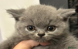 British Shorthair cats for sale: GCCF active mum and daughter blue BSH - Image 23