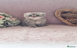 Scottish Fold cats for sale: Stunning TICA Registered Babies in Bolton - Image 35