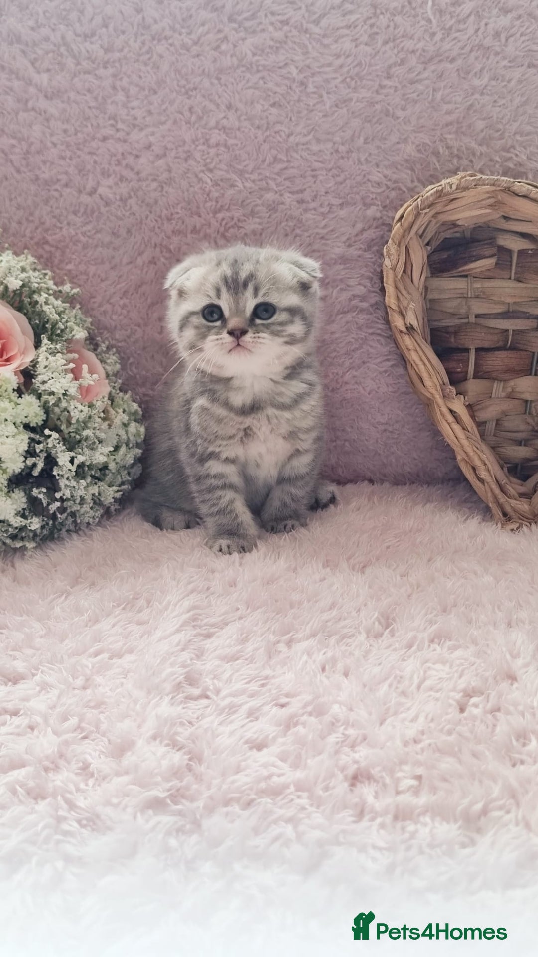 Scottish Fold cats for sale: Stunning TICA Registered Babies in Bolton - Image 35