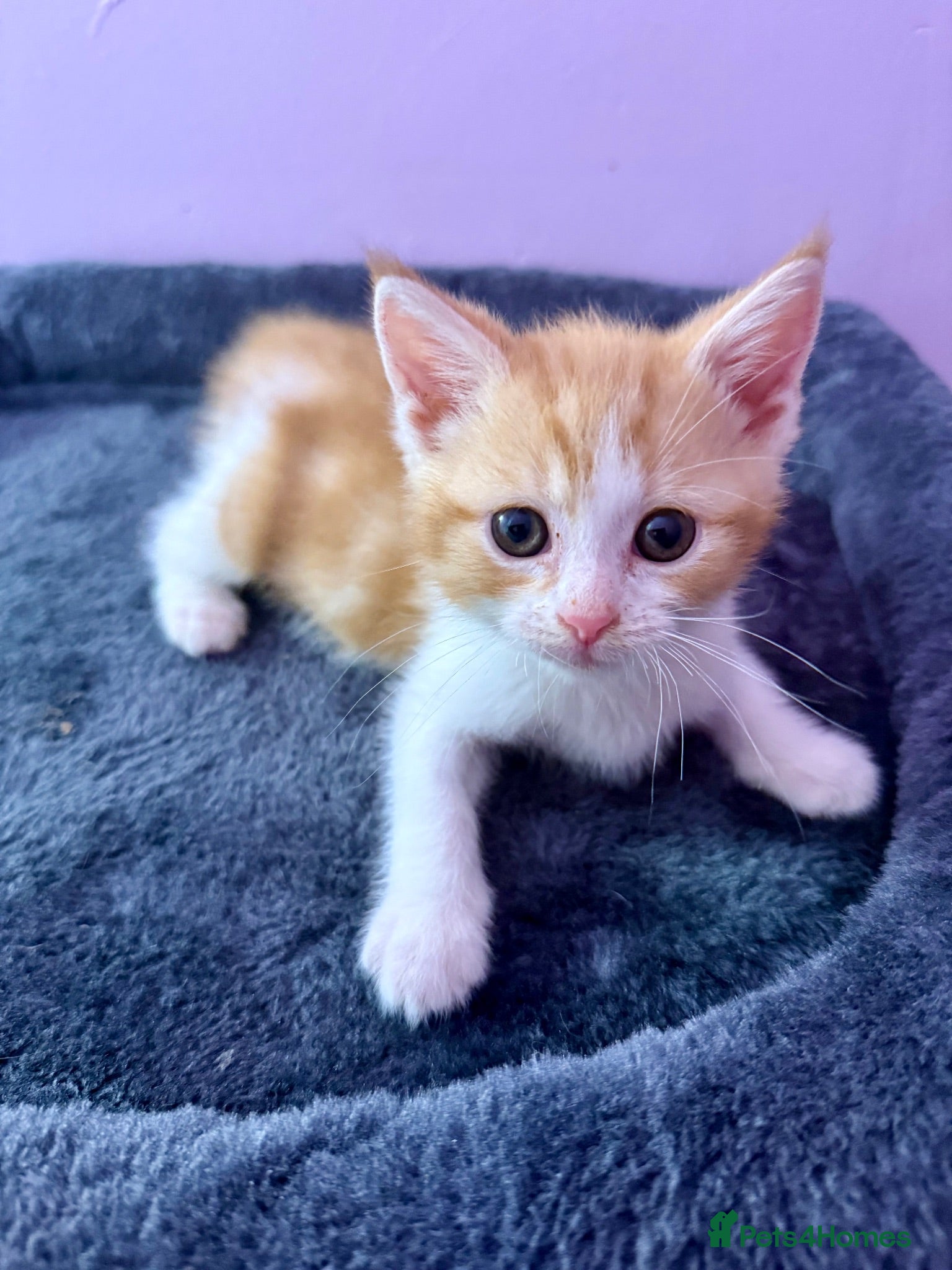 Mixed Breed cats 1 beautiful ginger boy kitten - Advert 4