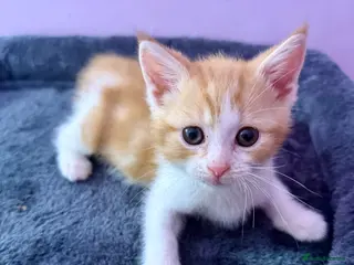 Mixed Breed cats 1 beautiful ginger boy kitten - Advert 4