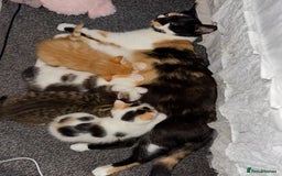 Mixed Breed cats for sale: 2 boys & 2 girls beautiful kittens - Image 9