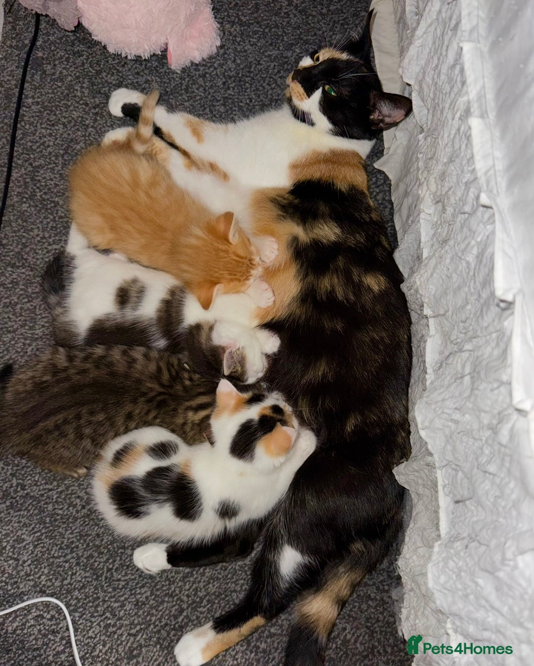 Mixed Breed cats for sale: 2 boys & 2 girls beautiful kittens - Image 9