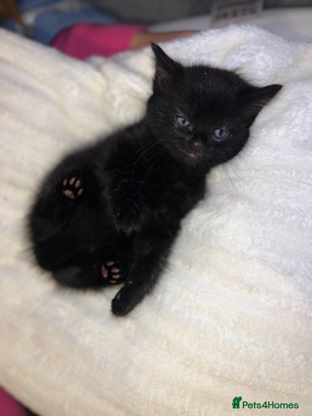 Mixed Breed cats for sale: Beautiful kittens ❤️ - Advert 2