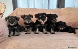Miniature Schnauzer dogs for sale: Miniature  Schnauzer puppies for sale  - Image 28