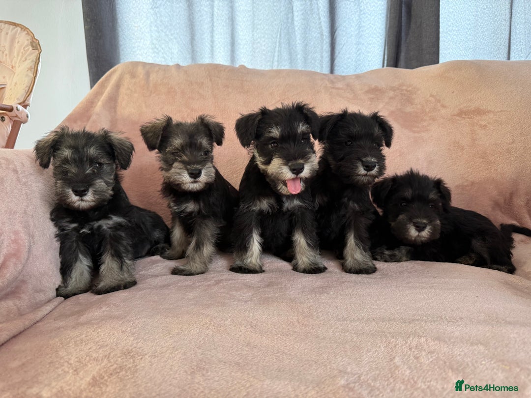 Miniature Schnauzer dogs for sale: Miniature  Schnauzer puppies for sale  - Image 28