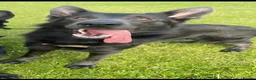 German Shepherd dogs for sale: Black German Shepherd. - Advert 3