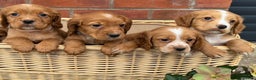 Cocker Spaniel dogs for sale: KC Reg & Health Tested Working Cocker Spaniels - Advert 3