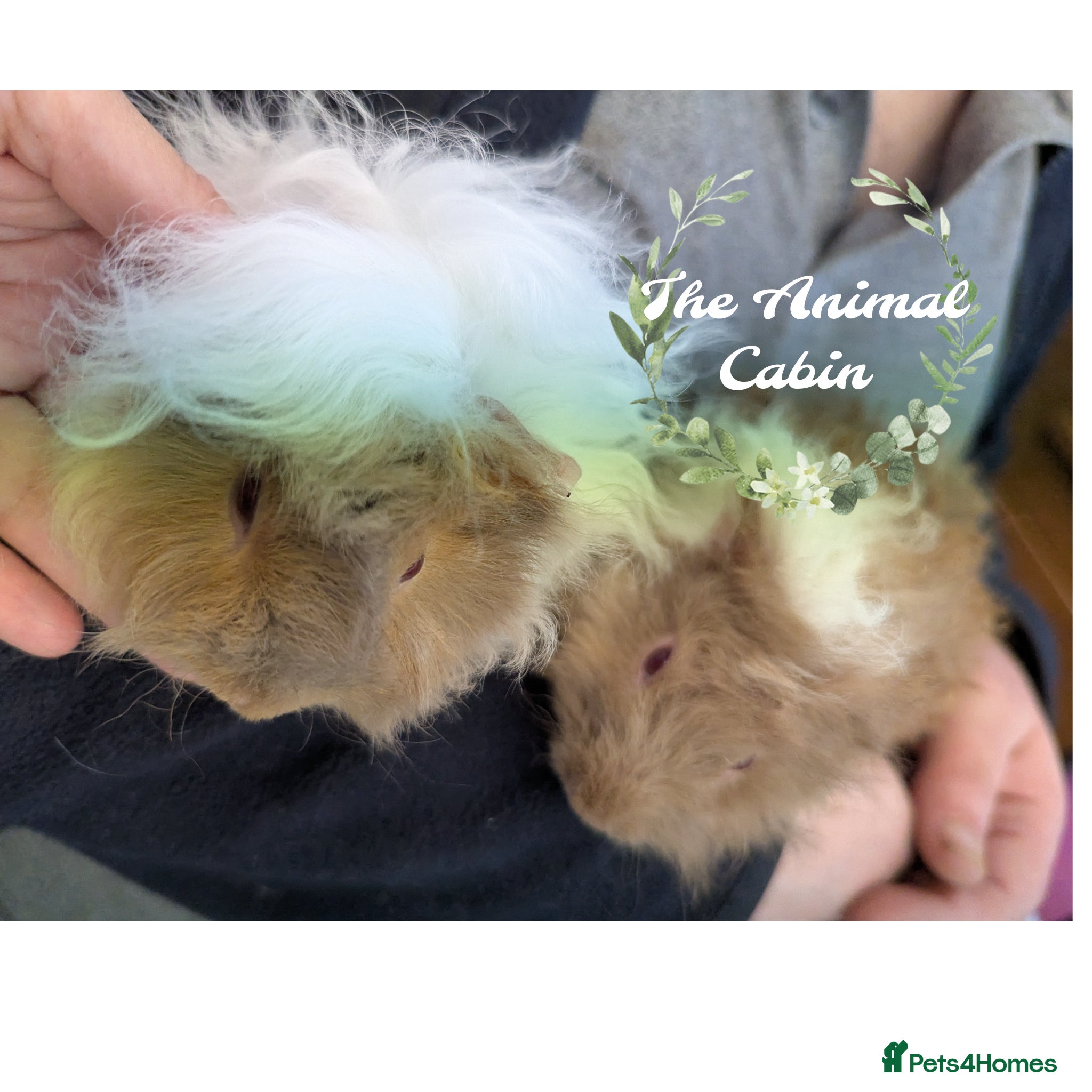 Guinea Pig rodents Pure Lunkarya baby boy guinea pigs - Advert 1